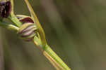 Giant orchid